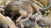 Mice Control in Falls Church/ Mice Control Falls Church, Virginia